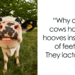 Cow Puns