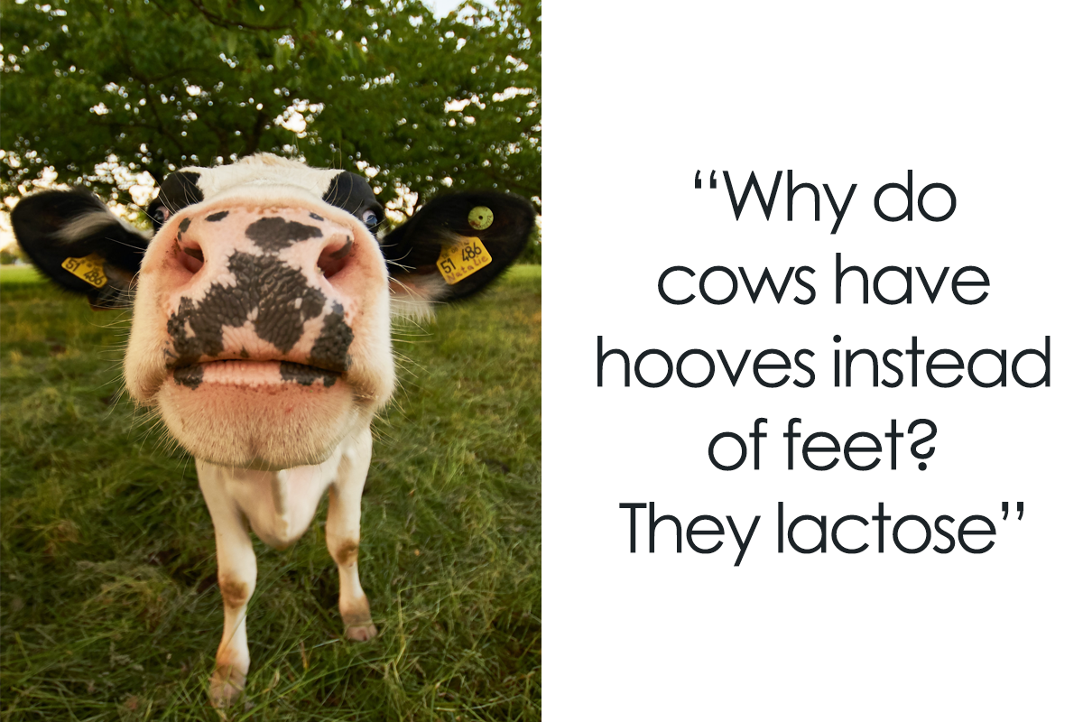 Cow Puns