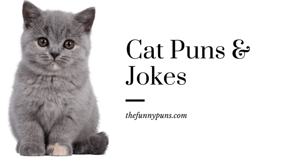 Kitty/Cat Puns: Purr-fectly Hilarious Wordplay!