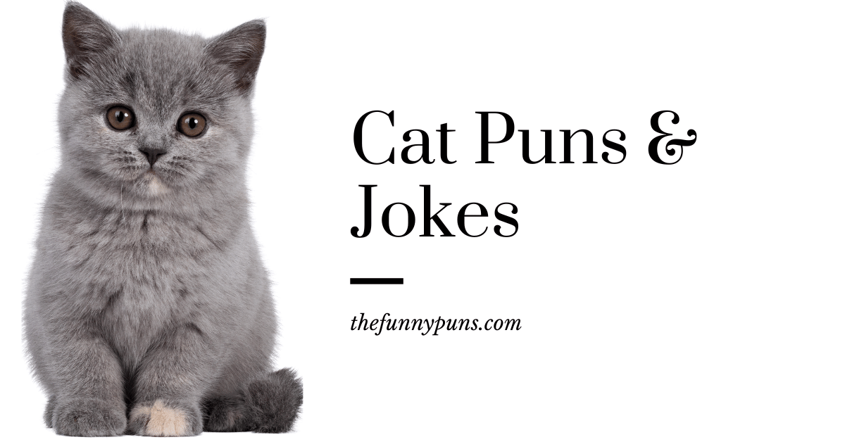 Kitty/Cat Puns: Purr-fectly Hilarious Wordplay! - The Funny Puns