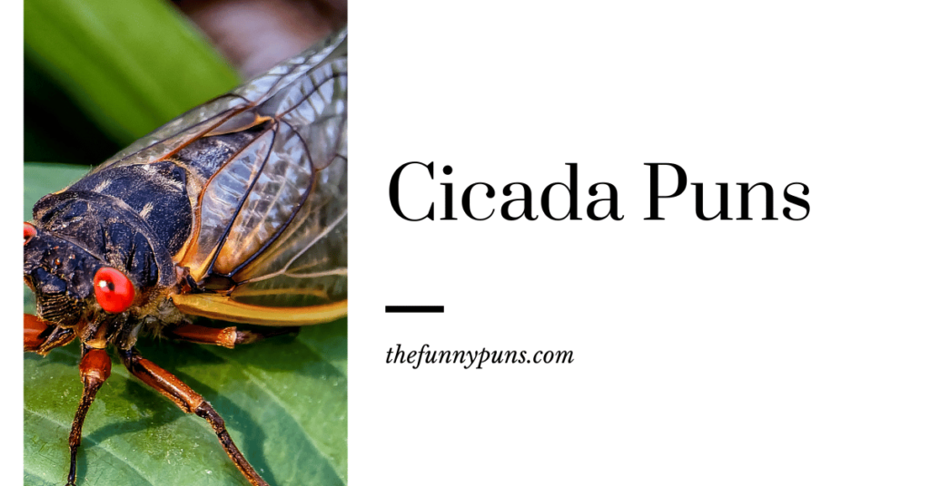 Cicada Puns