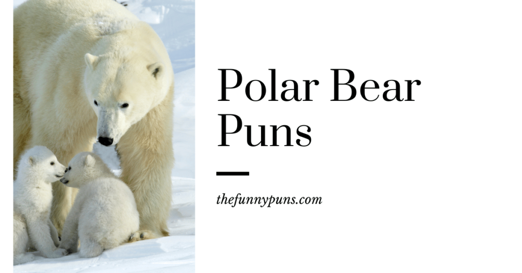 Polar Bear Puns