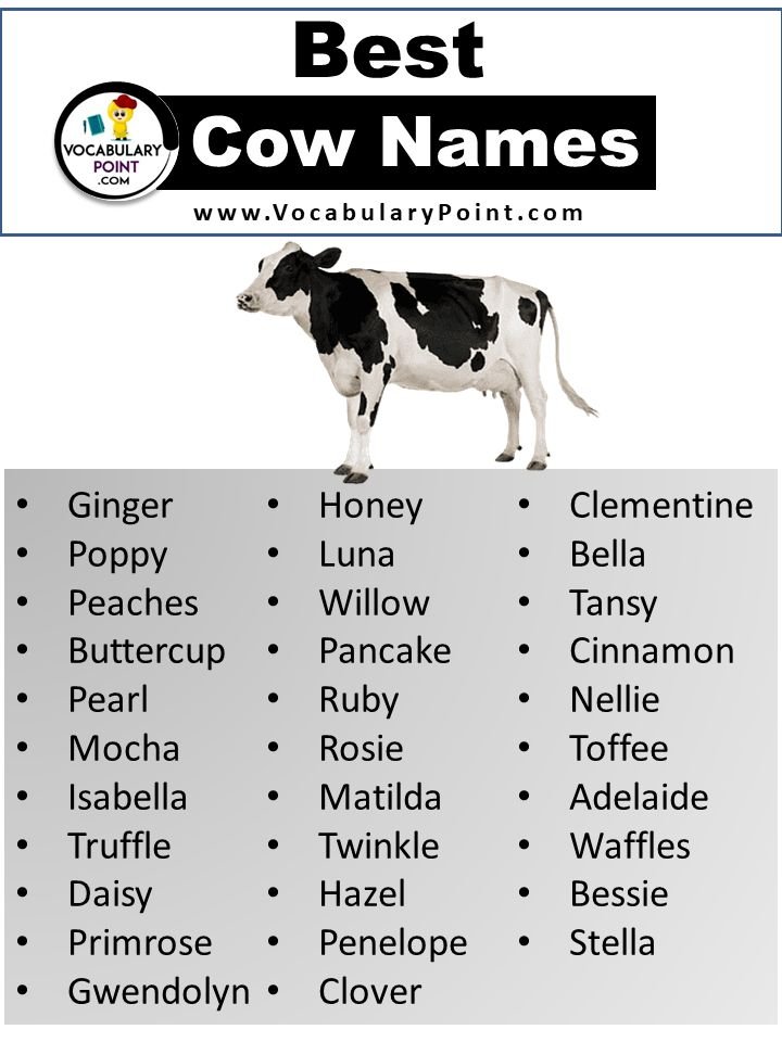 Cow Names