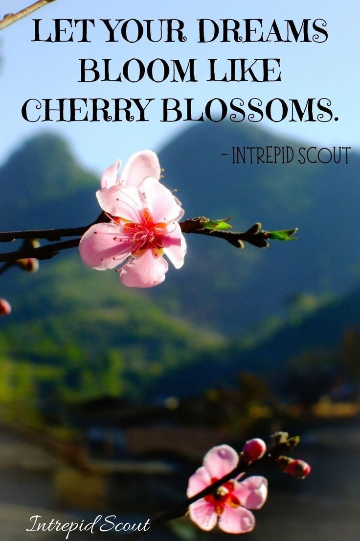 Cherry Blossom Quotes for Instagram