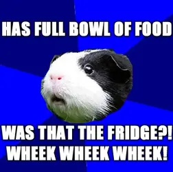 Guinea Pig Jokes