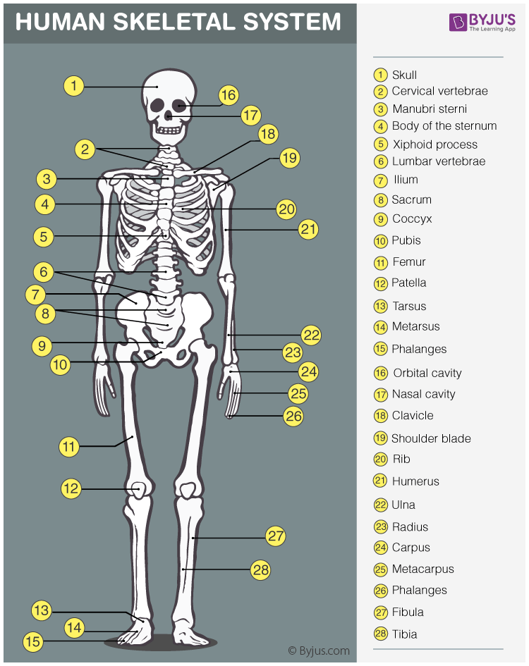 Skeleton Names